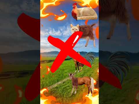 guess the animal correctly?