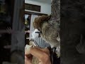 Scops Owl Fly To The Fist In 10 Meters Range Celepuk FTM Owl Birds Feeding Mice