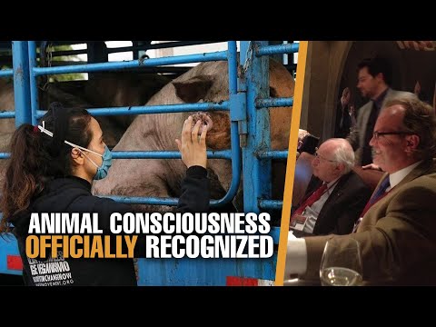 The Cambridge Declaration on Consciousness 9 Year Anniversary