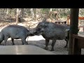 Warthog Mating Sounds And Actions In The Bush