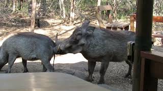 Download lagu Warthog mating sounds and actions in the bush... mp3