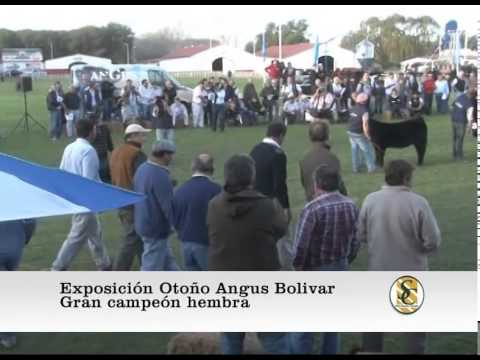 14-05-15 Jura Gran Campeon Hembra de la Exposicion - Bolivar