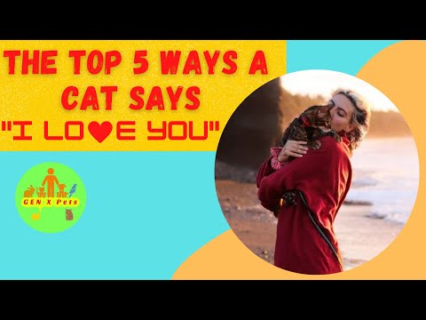 How Do Cats Express Love to Their Owners? 5 Signs Show That!