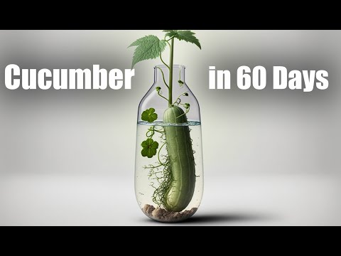 Growing Cucumbers in Water 💦 🥒 Time Lapse