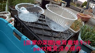 [農家の菜園]20/11/29 椎茸栽培キットpart4 苗床浸水操作　[家庭菜園]