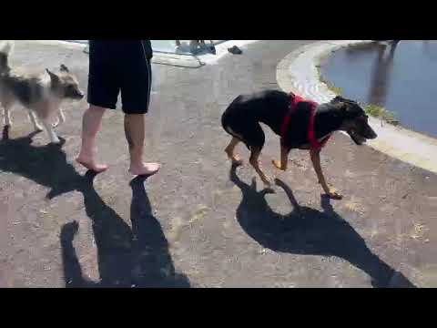 Lucy1 auf Pflegestelle 10.10.2023 (6) - New Home for Strays e. V.