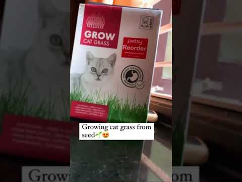 M-Pets Cat Grow Grass