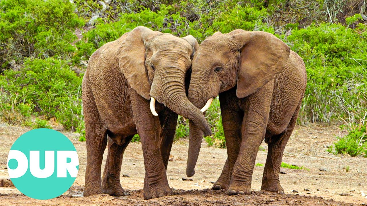 Untold Stories of Animal Romance and Friendship