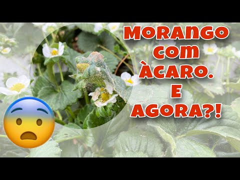 , title : 'ÁCARO NO PLANTIO DE MORANGO! COMO RESOLVER...'