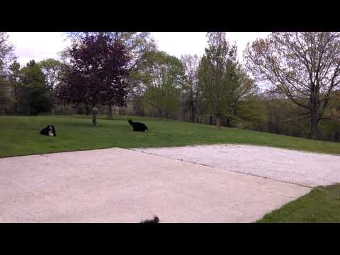 Berner Walk and Talk 051314