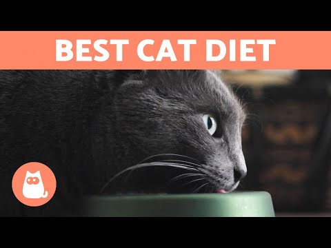 YouTube video about Feline Nutrition: Proper Diet for Your Pregnant Cat