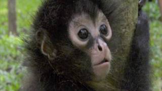 preview picture of video 'Botanical Gardens & Wildlife Rescue Center - Osa Peninsula, Costa Rica'