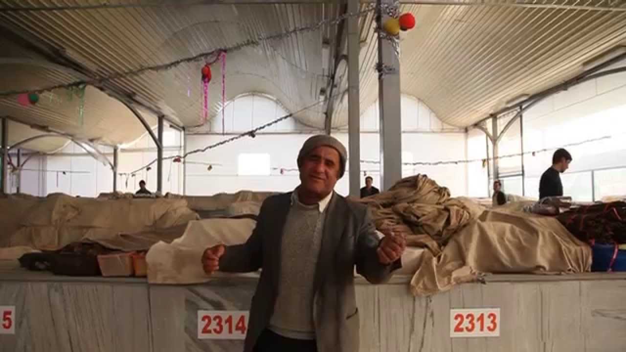 Neither live nor die in Tashkent