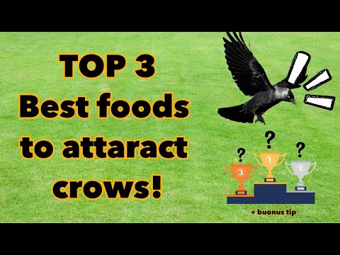 Top 3 foods to befriend crows | food to attract crows to Your Yard! #Crows #Birds #crow
