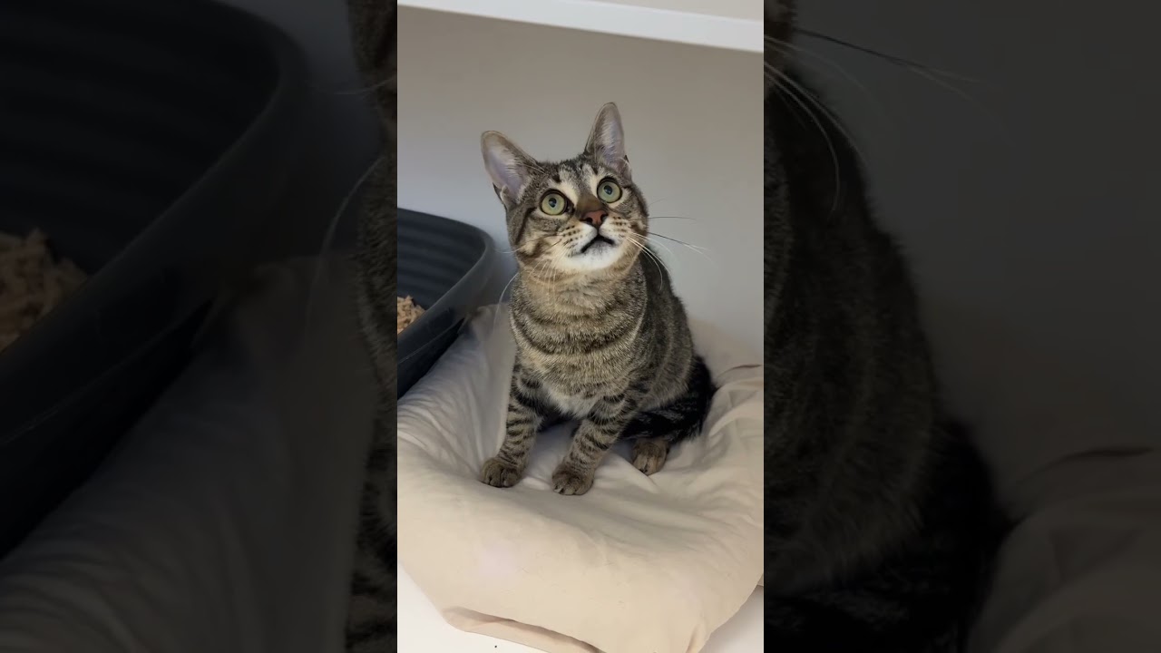 Enlarge Skii, a Adoptable mixed breed in New Orleans, LA video 5/5