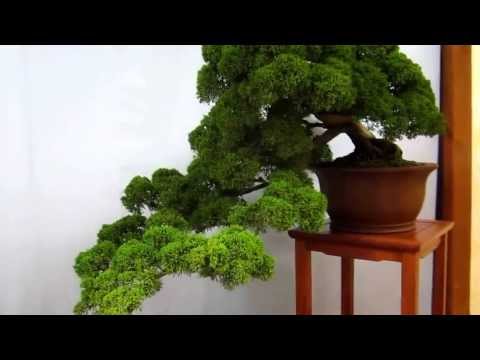 Valavanis Bonsai  Exhibition