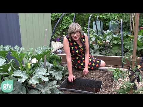 How to build an in-ground worm farm in your garden.