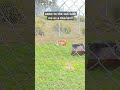 𝙘𝙤𝙢𝙚 𝙩𝙤 𝙩𝙝𝙚 𝙯𝙤𝙤 𝙬𝙞𝙩𝙝 𝙢𝙚!! || #therian #lynx #therianthropy #zoo #antizoo #uaz #cat