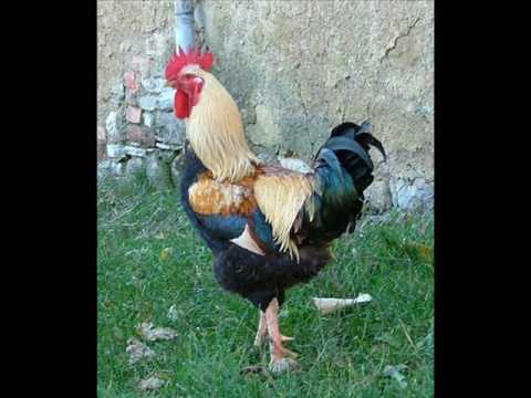 Me compare Giacometo - Lidija Percan