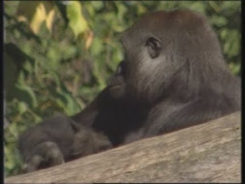 USA: NEW METHOD TO TRANSLATE DNA OF ENDANGERED ANIMALS