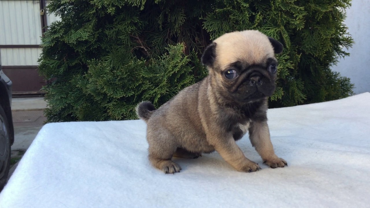 golden pug golden eye pug puppy for sale puppy golden pug golden eye pug puppy for sale puppy