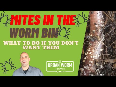 Coffee & Compost: Mites in the Worm Bin - Why are They Here and How Can You Eliminate Them?