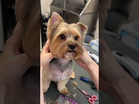 This is how I groom a Yorkie