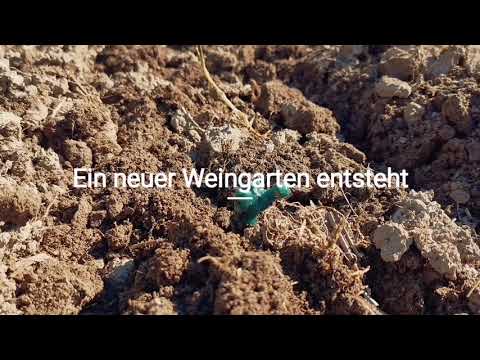 Ein neuer Weingarten entsteht