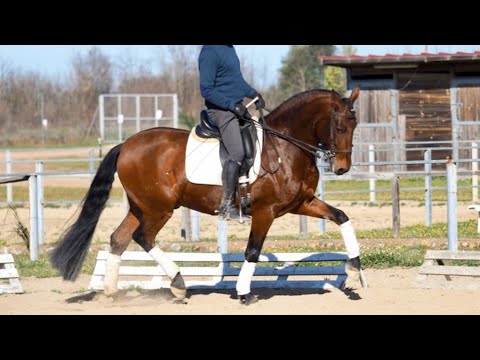 Stunning Pre horse with fantastic bloodlines. 2013 - 164 CM