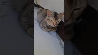 Download lagu ngantukk yaa ibu celinn ,,😂 mp3