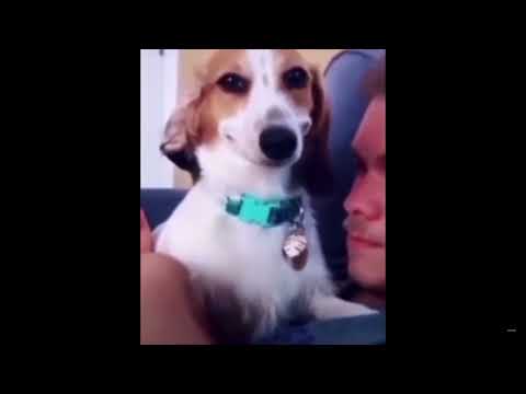 Dog Smiling meme template