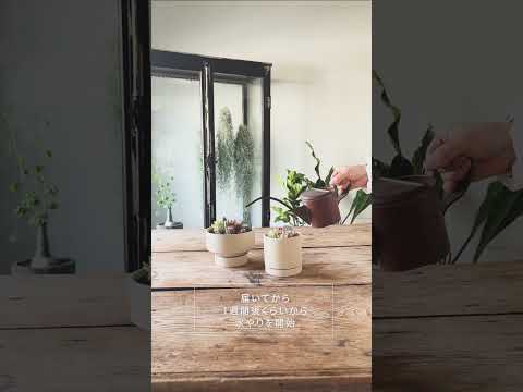 屋外のサボテン園を段階的に作るにはどうすればよいですか？そして、鍋に1つ？  庭園