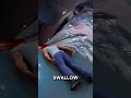 What If You Get Swallowed By A Whale