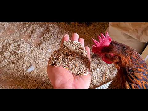 Einstreu für den Hühnerstall? Stroh Heu Sägespähne Hanf Steinmehl Resümee. Bekiffte Hühner?
