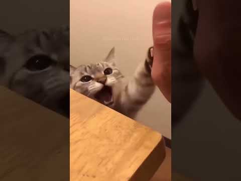 #pet#voiceover#dog#funnyvideo#dogs#doglife#dogscats#doglover