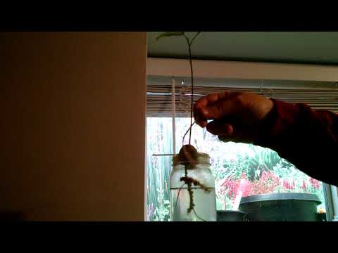 Not-bonsai with avocado