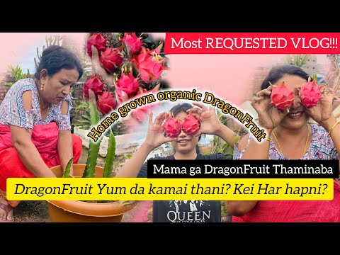 MAMA MACHA DRAGON FRUIT THAMINABA ADUGA CHABA !! KAMAI THANI KEI HAR HAPPI ? MAYAM GI REQUESTED VLOG