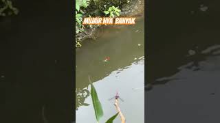 Download lagu Mancing ikan Mujair #mancing #ikanmujair #mancingmania #shorts mp3