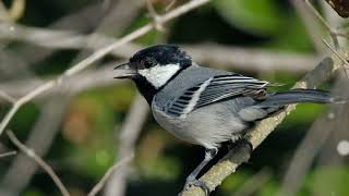 Download lagu SUARA BURUNG GELATIK BATU GACORR   SUARA AIR ENAK DIDENGARR mp3