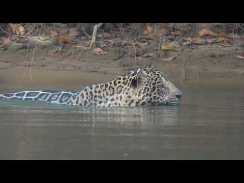 Brazil: Amazon and Pantanal Birding and Wildlife Tour
