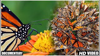 Flight Of The Monarch Butterfly - Hollywood Full Movie | Documentary Movie | Nature #monarch #butterfly #migration gameplay video by alucas, 39:56 duration