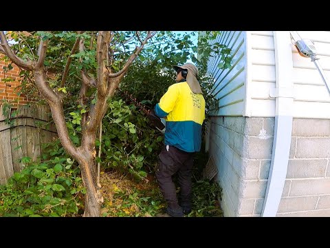 Epic Yard Transformation: How to Clear Years of BRUSH & WEEDS!