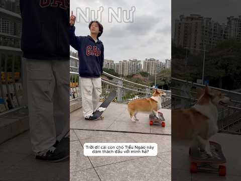 Cậu bé đại ca chấn lột ván trượt của chú chó đáng thương #shorts