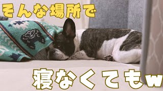 愛犬は狭い場所がお好き😅