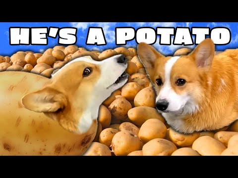 Best of Hammy Being a Potato Compilation