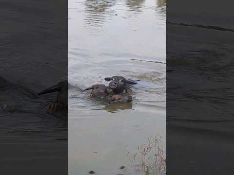 #shortvideo #shortsvideo #animal #cow #shortsfeed #shorts