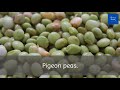 Correct Pronunciation Of Pigeon Peas | 2020 |