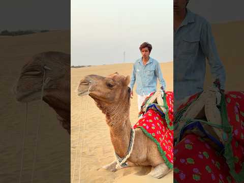 Magical camel 🐪 || Akshay Nagwadiya || #akshaynagwadiya #shorts #comedy #jaislmer