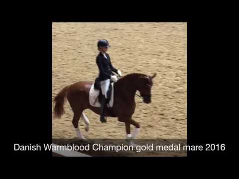 Straight Horse Sezuanna