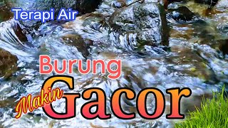 Download lagu TERAPI AIR, Burung Macet Bunyi Kembali Gacor, Suara Air Terapi Burung mp3
